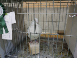 XIV Concurso Exposición de Palomas de Raza en Mula 2024